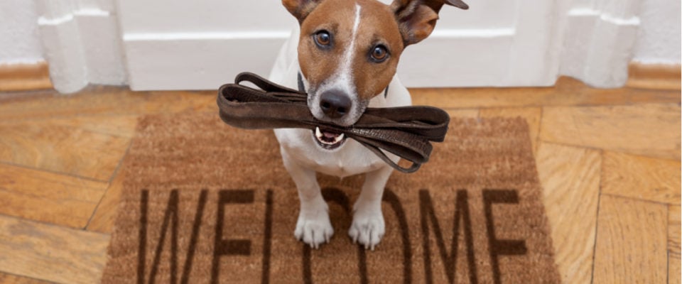 Photo of a brown and white dog holding a leash on a welcome mat. How to Send a Custom Welcome Email in WordPress